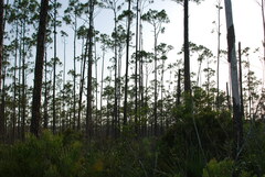 Pinus elliottii densa