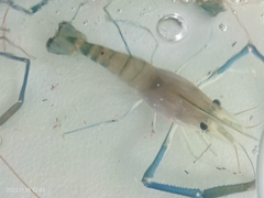 Macrobrachium rosenbergii