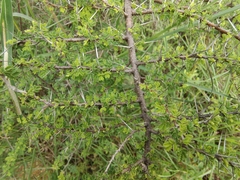 Vachellia tortilis