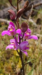 Bletia purpurea