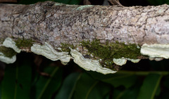 Trametes villosa