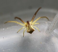 Sidymella trapezia