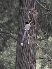 Urocissa erythroryncha