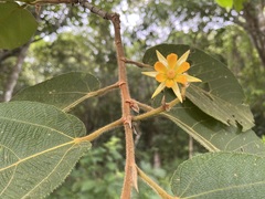 Apeiba tibourbou
