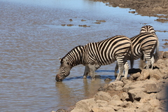 Equus quagga chapmani