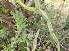 Capparis divaricata