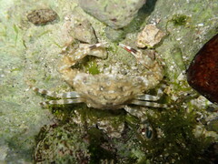 Portunidae