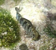 Blenniidae