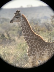 Giraffa camelopardalis