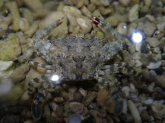 Portunidae