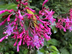 Fuchsia arborescens