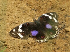 Junonia oenone oenone