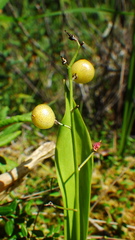 Maianthemum trifolium