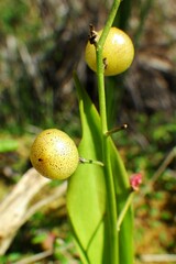 Maianthemum trifolium