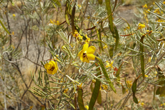Senna artemisioides artemisioides