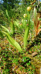 Maianthemum trifolium