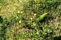 Maianthemum trifolium