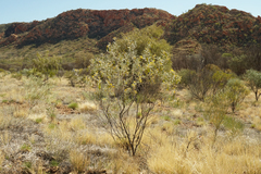 Senna artemisioides artemisioides