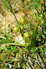Maianthemum trifolium