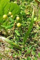 Maianthemum trifolium