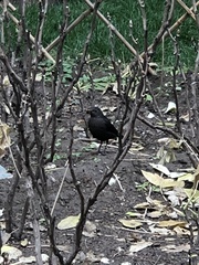 Turdus mandarinus