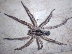 Pavocosa