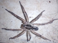 Pavocosa