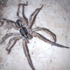 Pavocosa