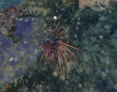Pterois radiata