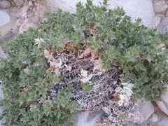 Ambrosia ilicifolia