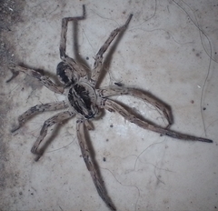 Pavocosa