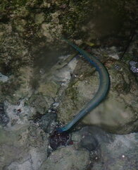 Fistularia commersonii