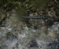 Fistularia commersonii