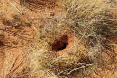 Oryctolagus cuniculus