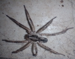 Pavocosa