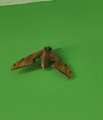 Protambulyx strigilis