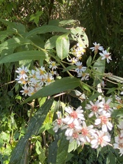 Aster taiwanensis