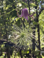 Clematis lasiandra