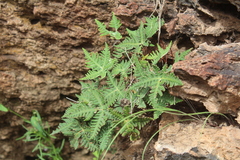 Notholaena standleyi