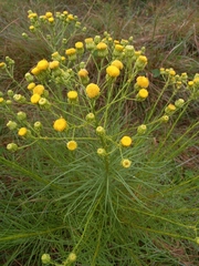 Senecio chrysocoma