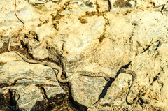 Platyceps rhodorachis