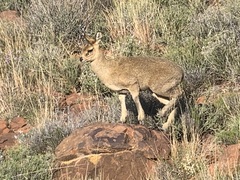 Oreotragus oreotragus