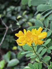 Senna pendula