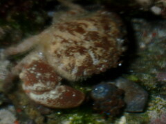 Xanthidae