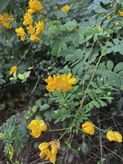Senna pendula