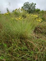 Senecio chrysocoma