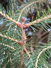 Picea morrisonicola