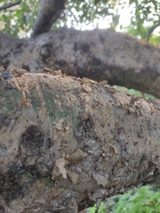 Celtis caudata