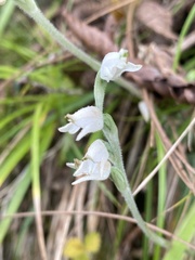 Goodyera schlechtendaliana