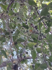 Celtis caudata